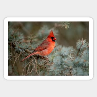 Male Northern Cardinal Sticker